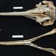 Illustration for article titled New species of river dolphin discovered in Brazil